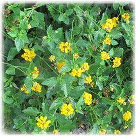 New Gold Lantana