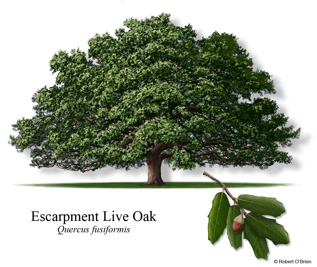 Escarpment Live Oak
