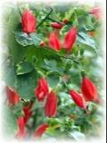 turks cap